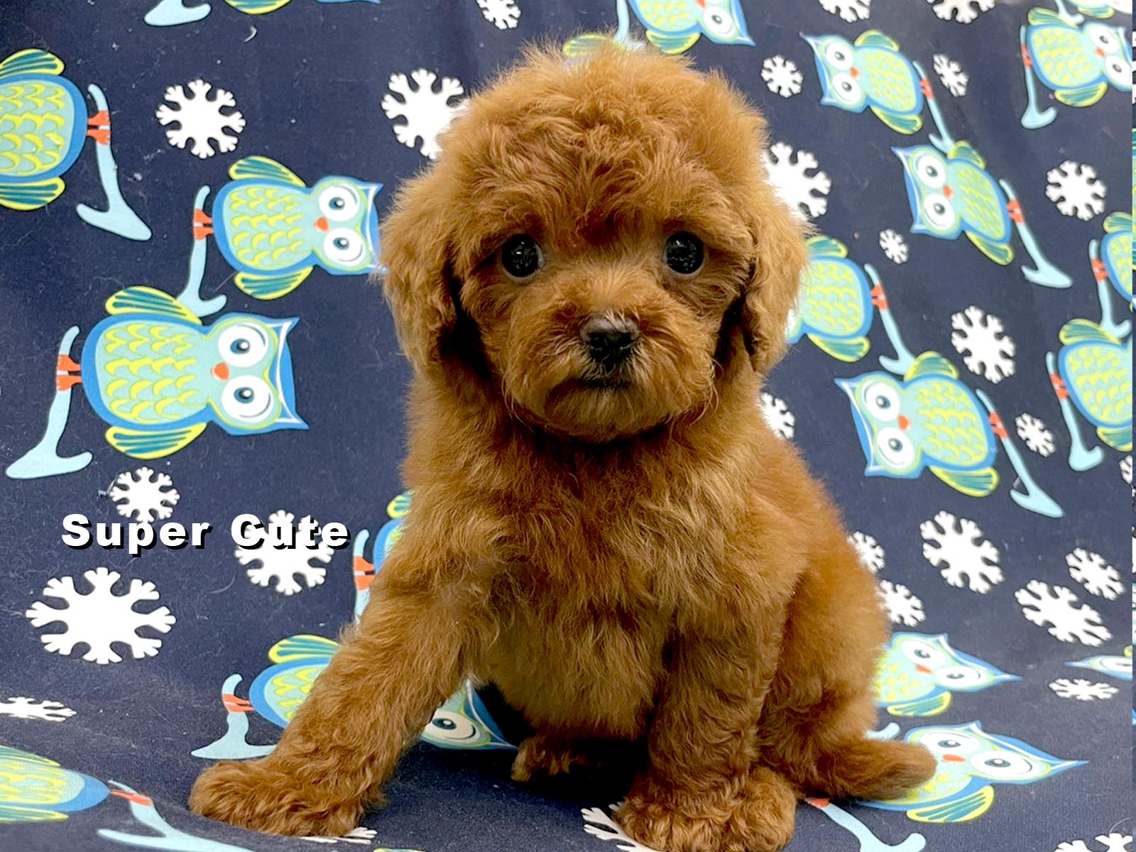 超可愛名犬社／紅貴賓