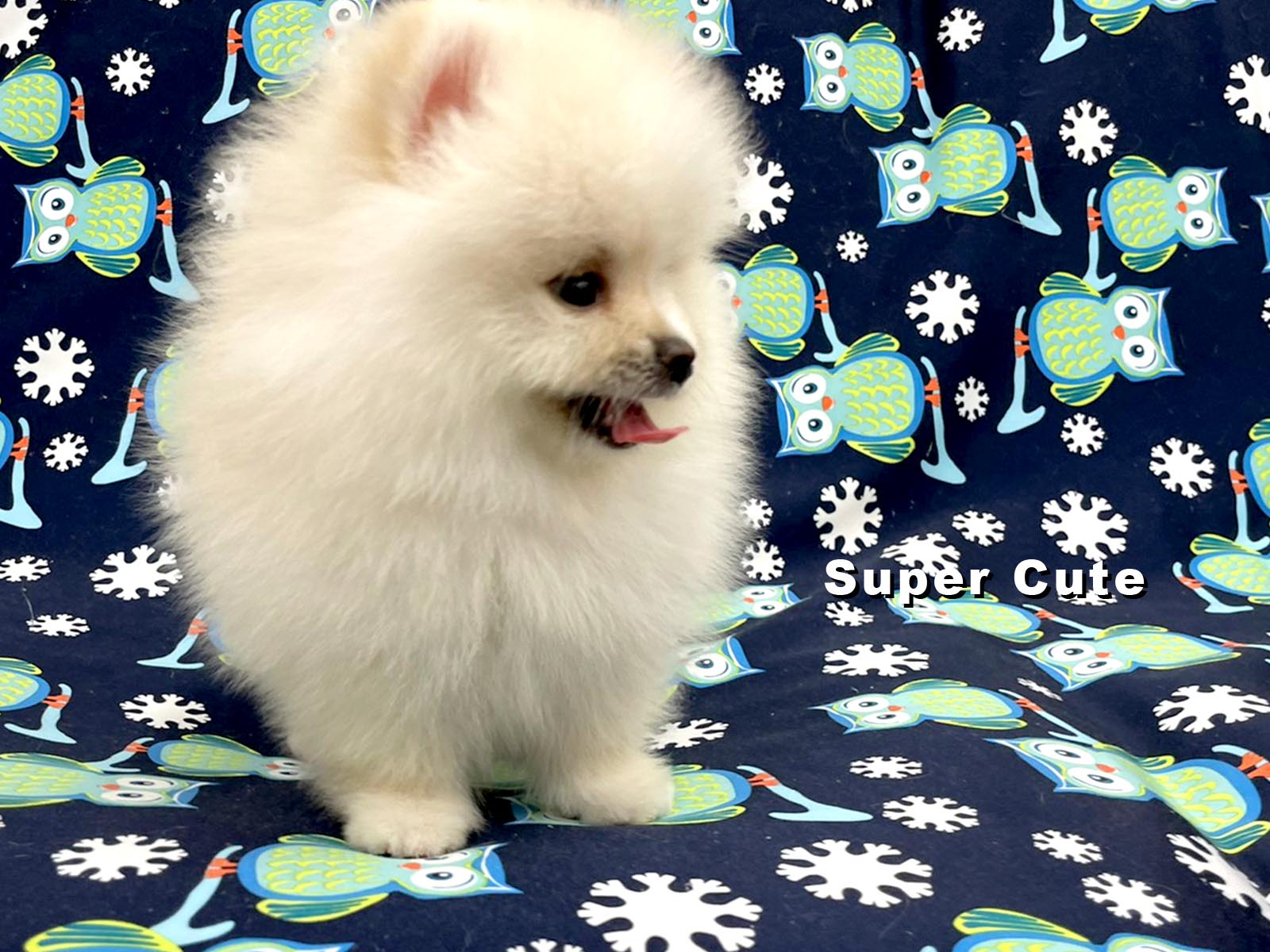 超可愛名犬社／博美犬