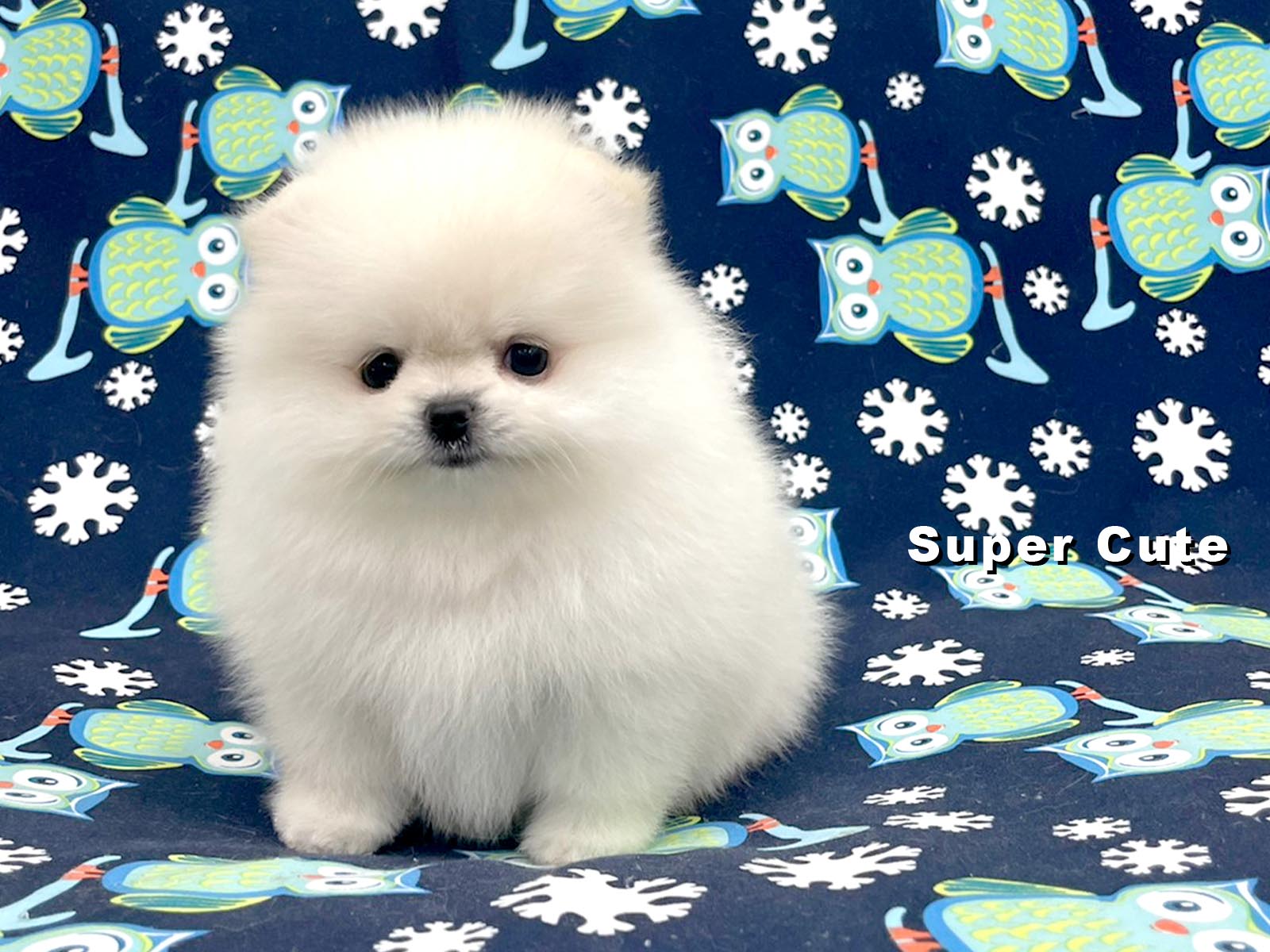 超可愛名犬社／博美犬