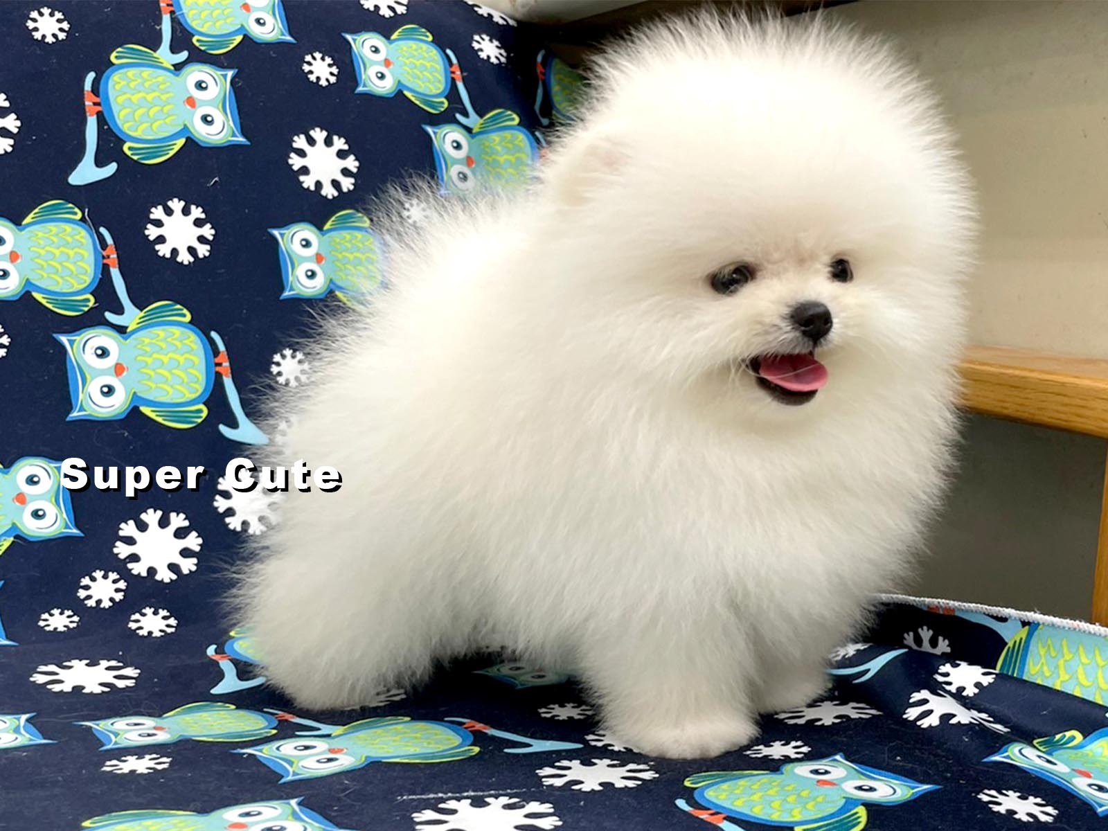 超可愛名犬社／博美犬