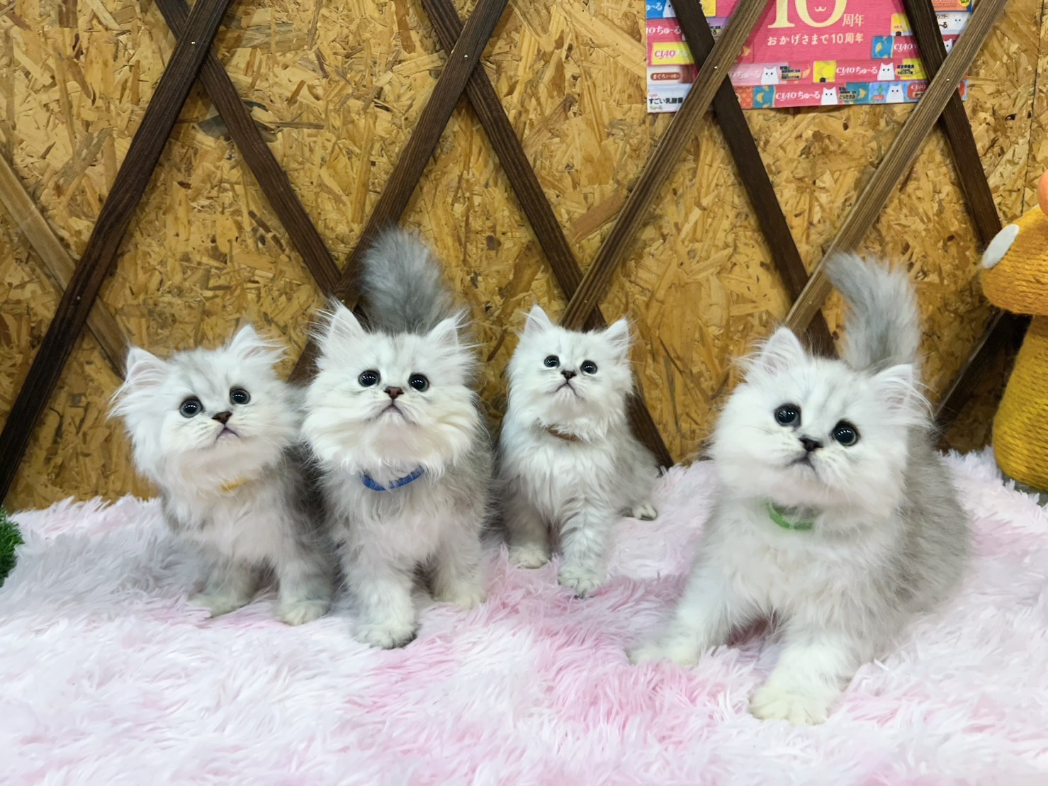 金瑟喵屋／銀白金吉拉