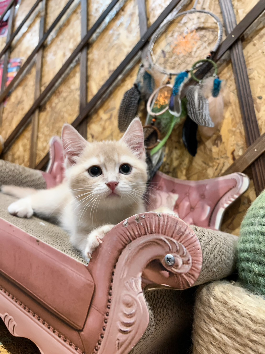 金瑟喵屋／奶油白色英國短毛貓