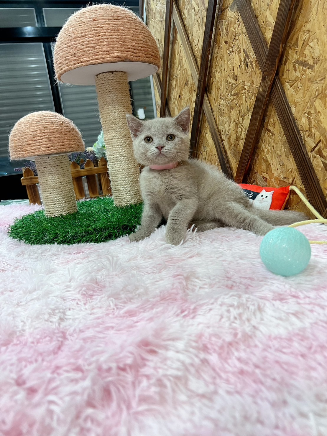 金瑟喵屋／紫丁香英國短毛貓