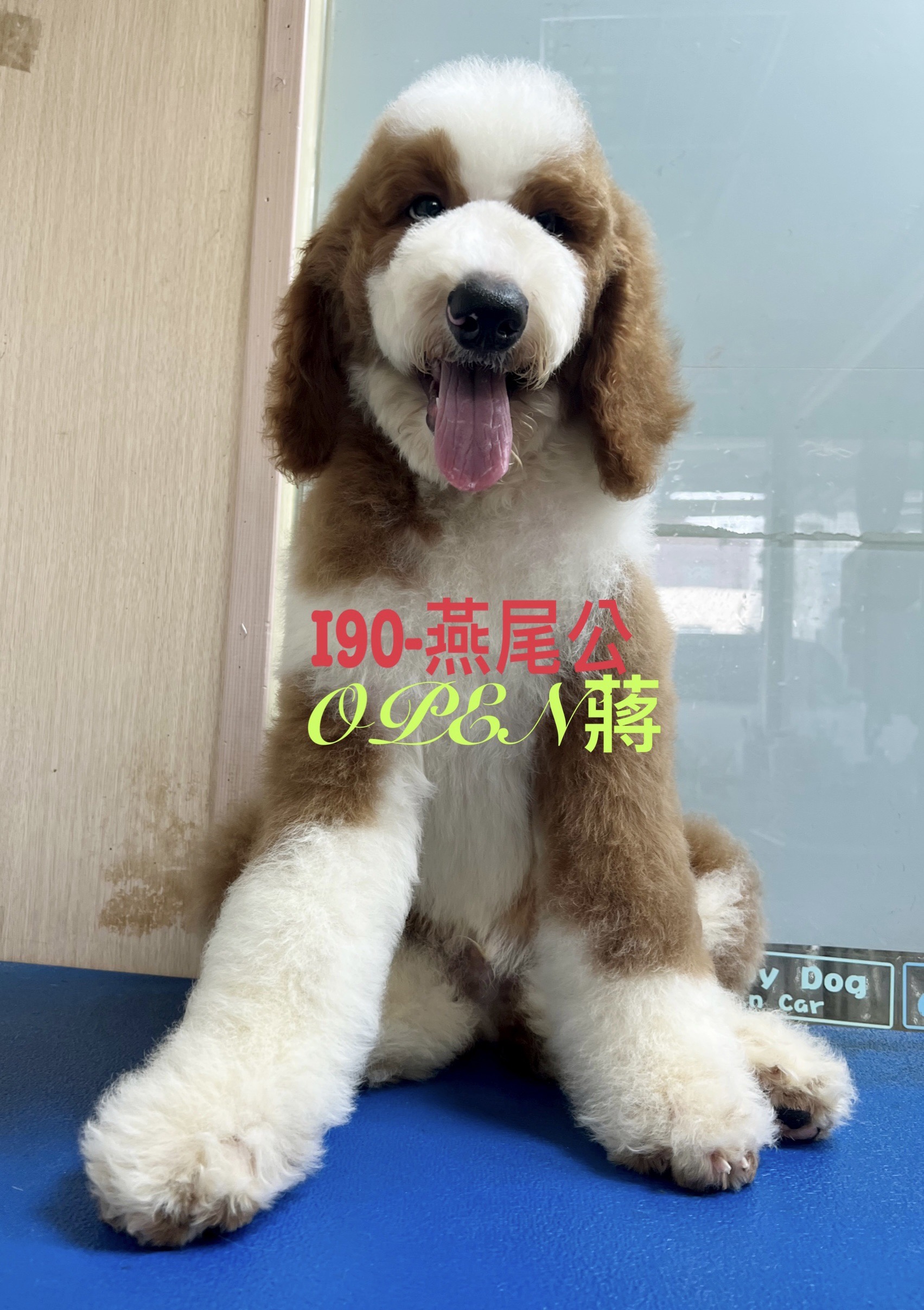 OPEN蔣犬舍／紅白花色巨型貴賓