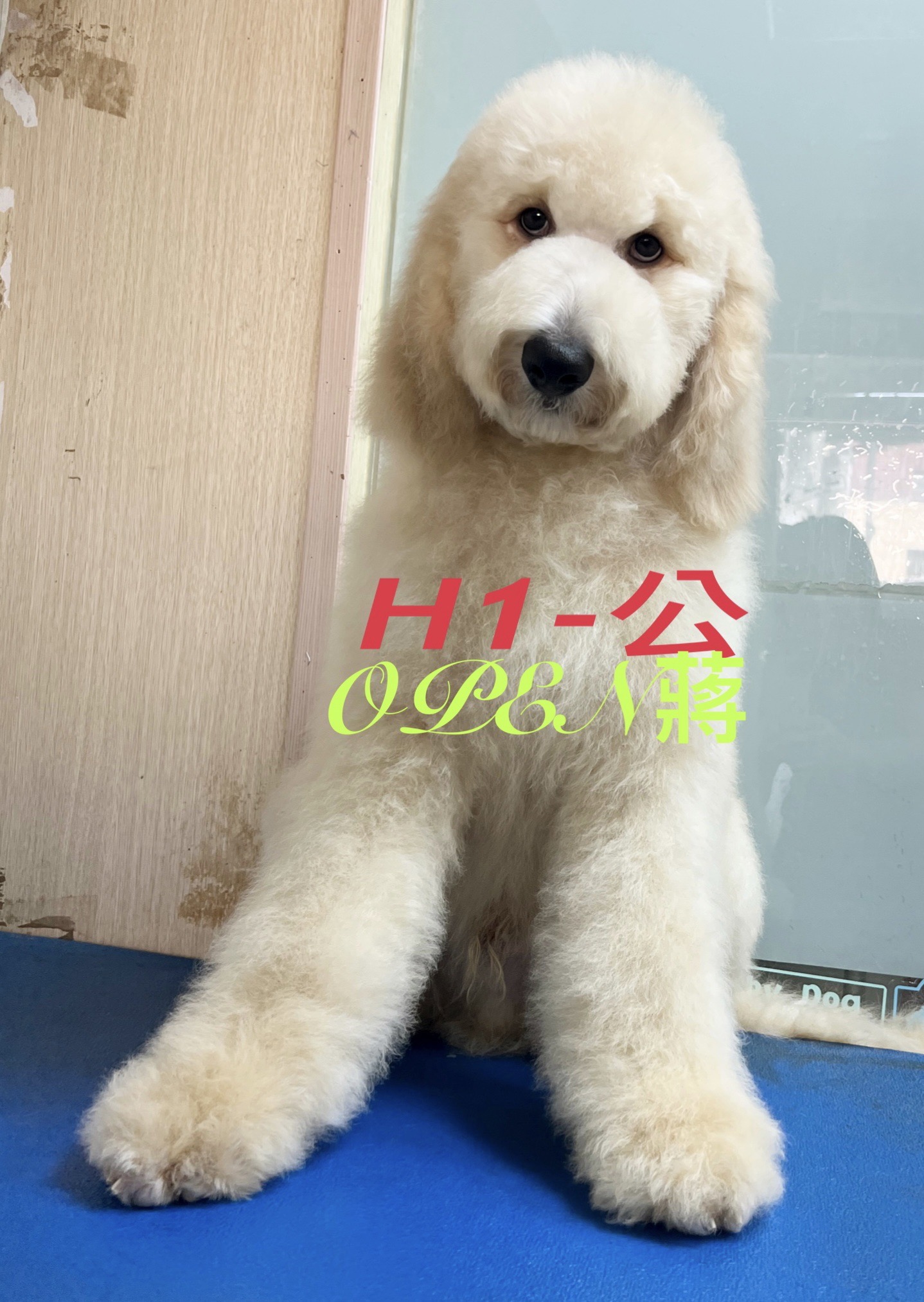 OPEN蔣犬舍／紅白花色巨型貴賓