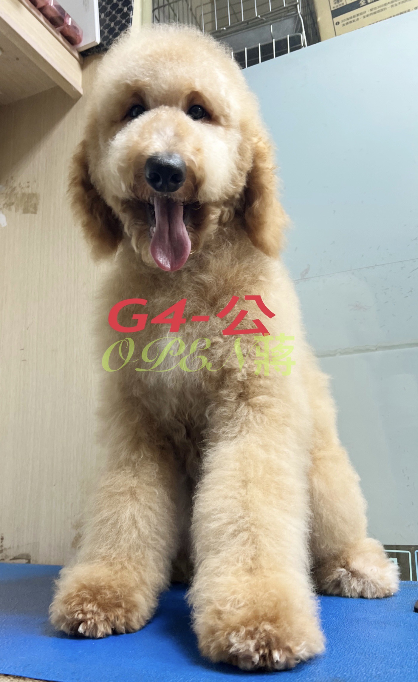 OPEN蔣犬舍／紅白花色巨型貴賓