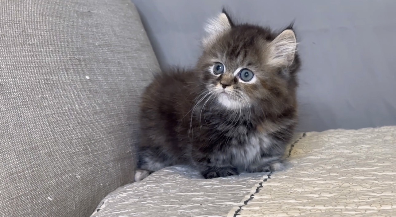 尊爵名皇／虎斑花小步舞曲