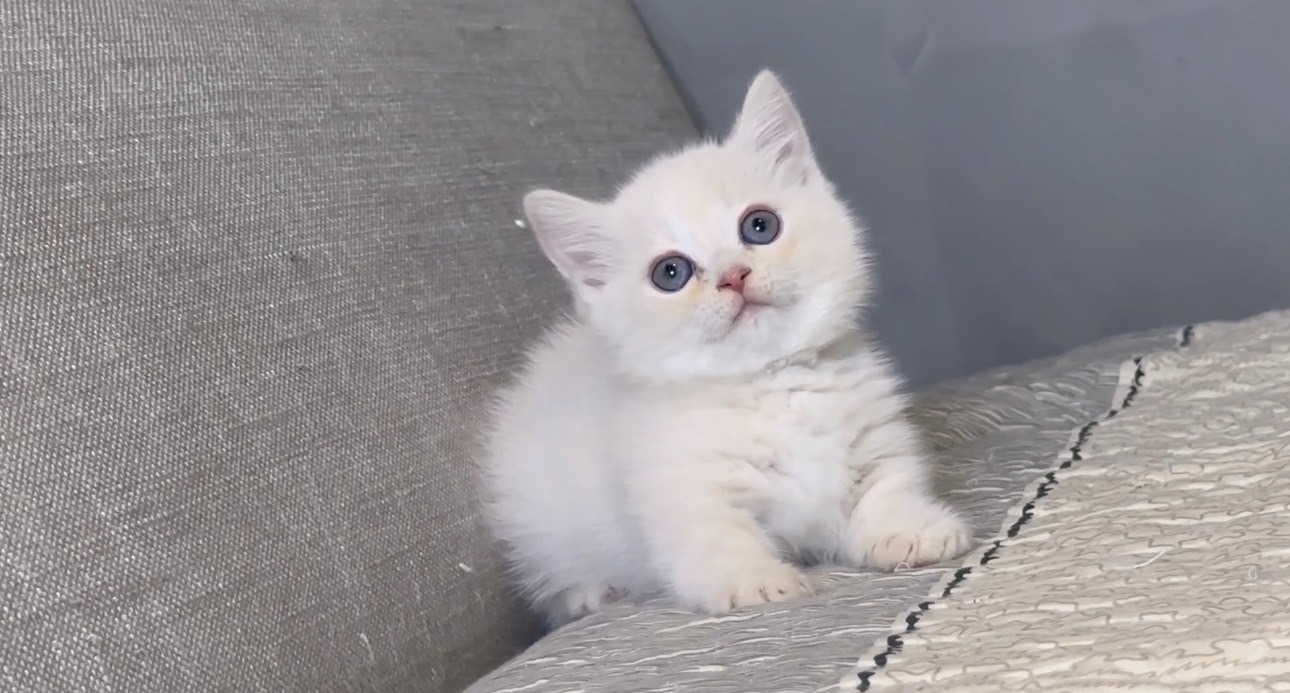 尊爵名皇／淺奶油白色曼赤肯