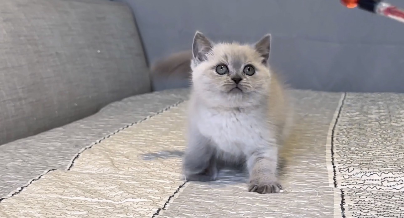 尊爵名皇／紫丁香重點色英國短毛貓