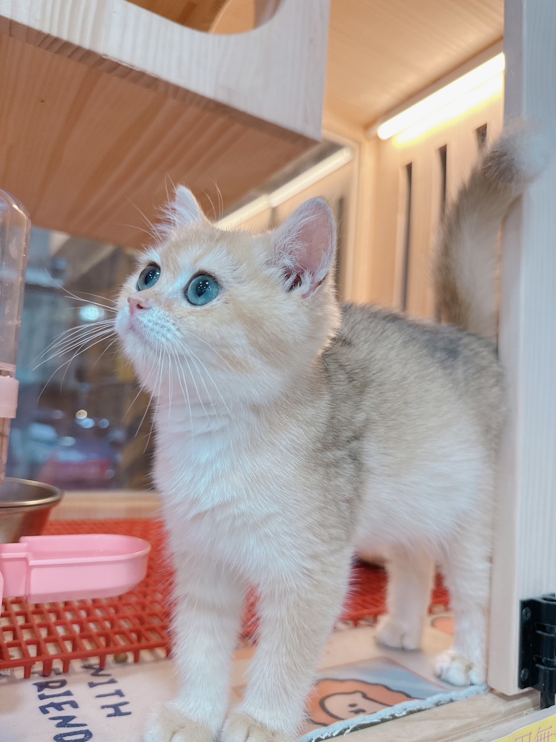 樂寵貓狗屋／金漸層英國短毛貓