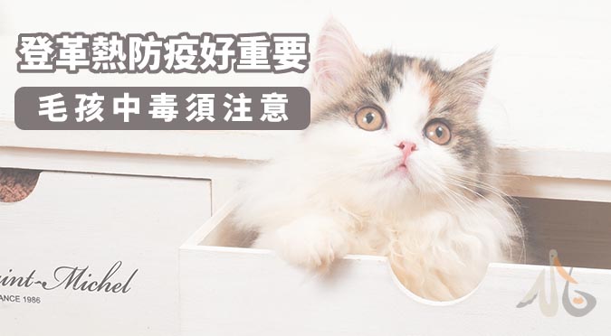 登革熱防疫好重要！毛孩中毒須注意