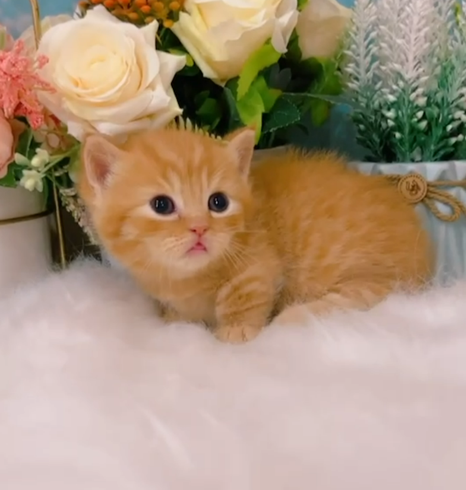 星光貓舍／金橘色曼赤肯