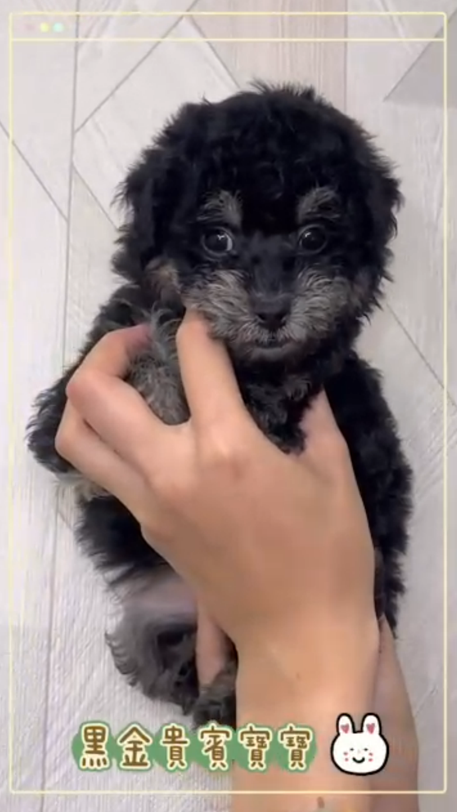 哈柔寵物犬舍／黑金四目貴賓犬