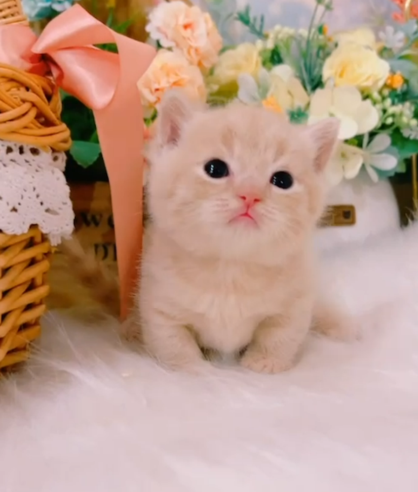 星光貓舍／奶茶曼赤肯