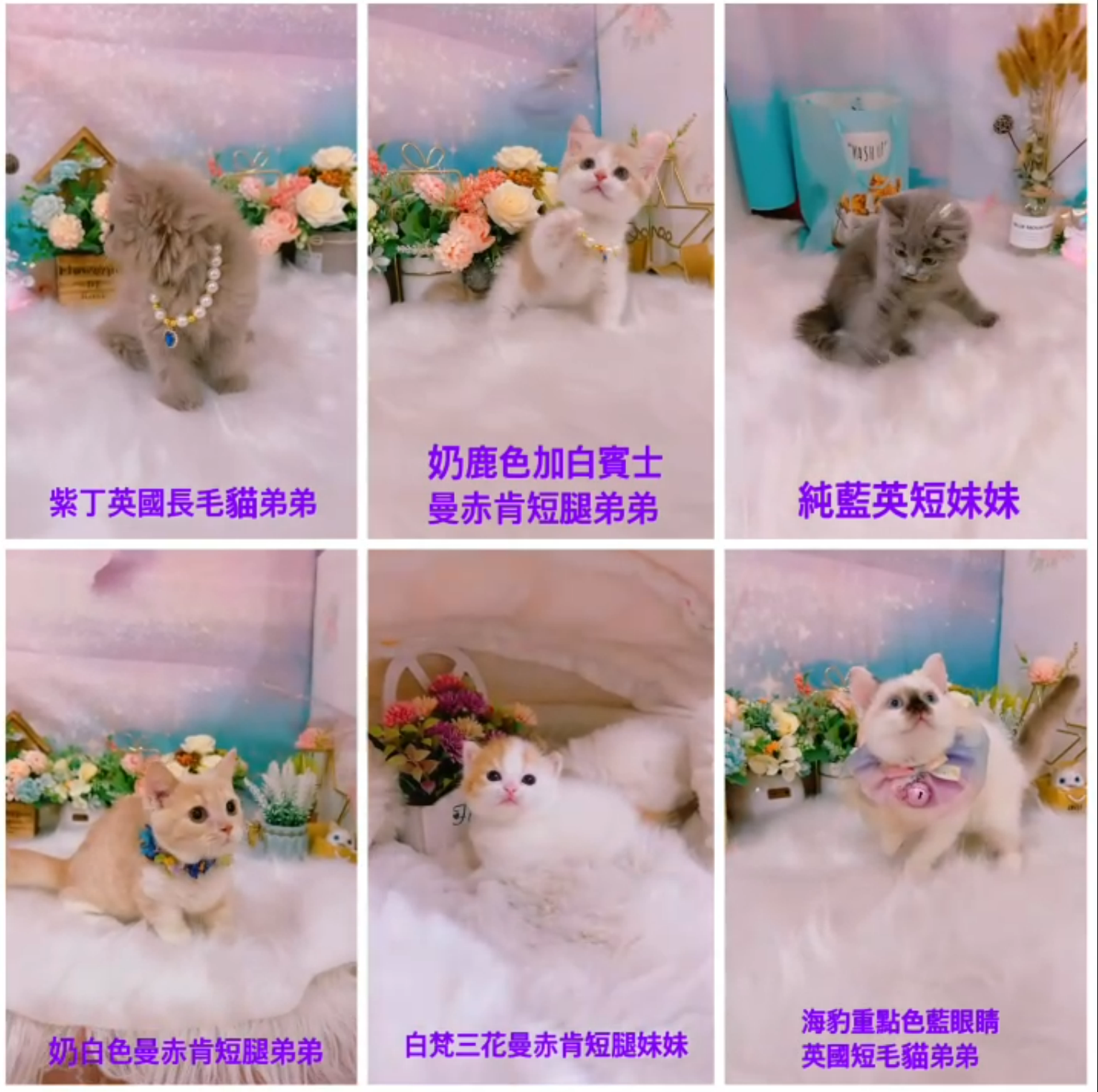 星光貓舍／各品種貓