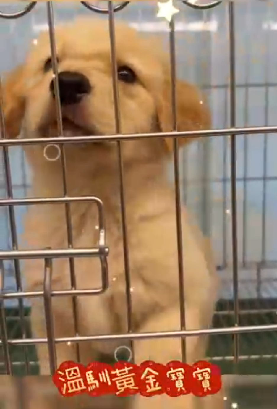 哈柔寵物犬舍／黃金獵犬