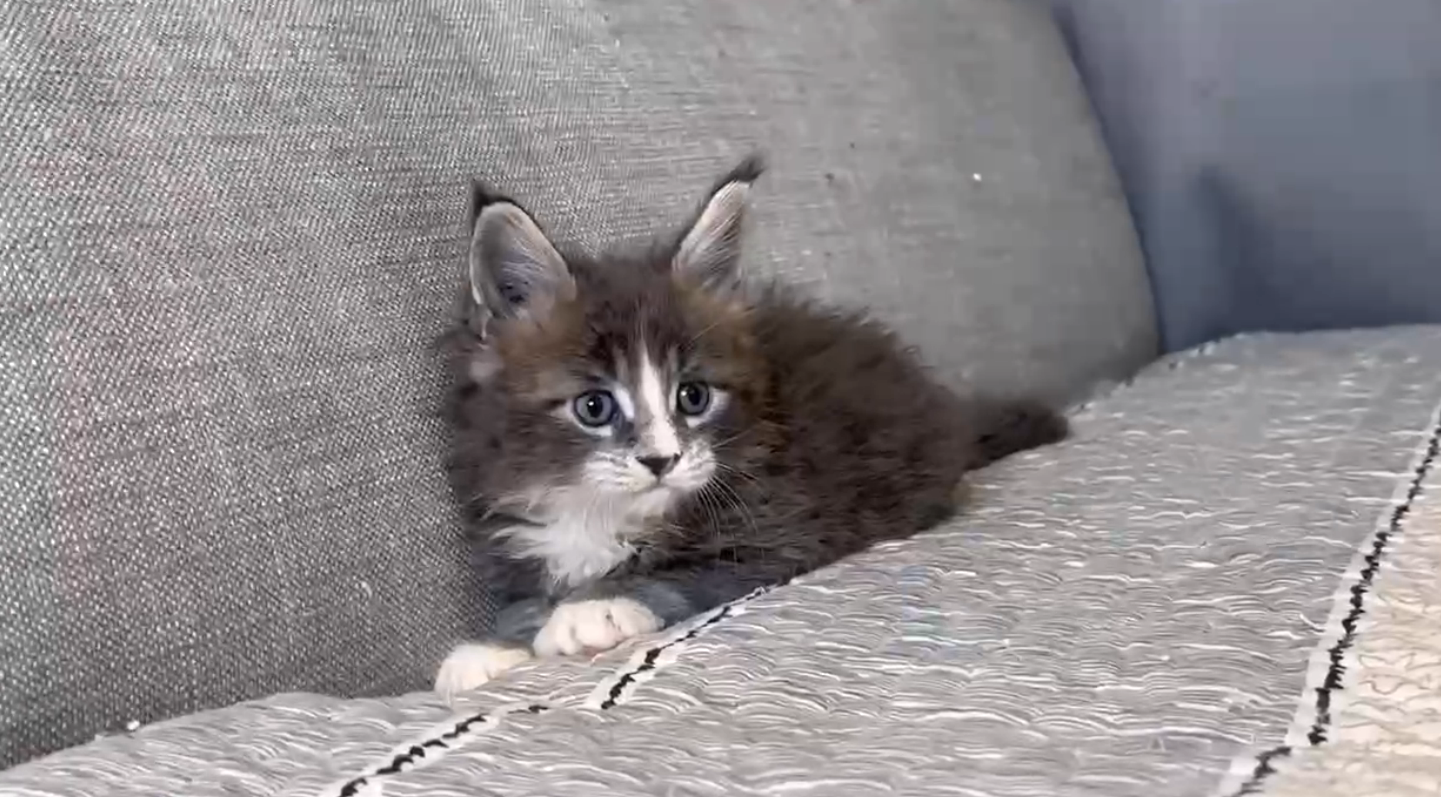 尊爵名皇／藍白緬因貓