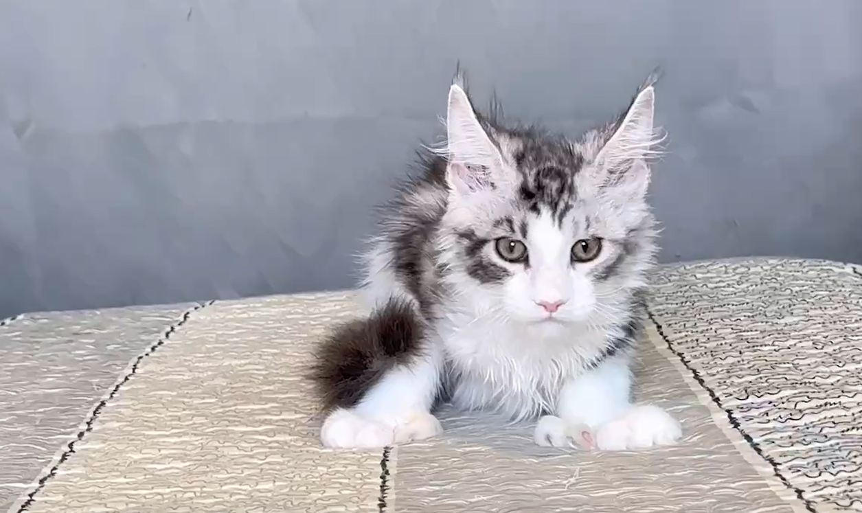 尊爵名皇／淺銀虎斑六指緬因貓