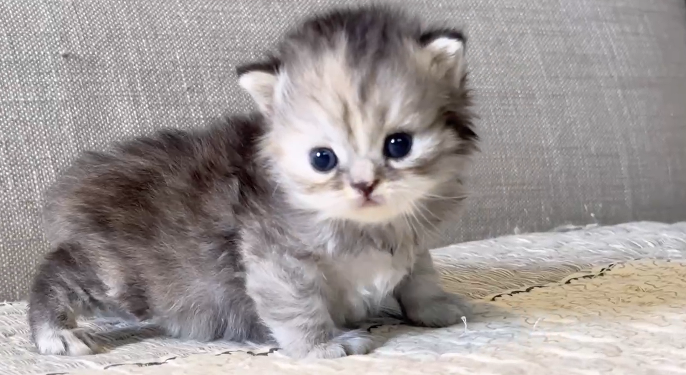 尊爵名皇／銀三花波斯貓