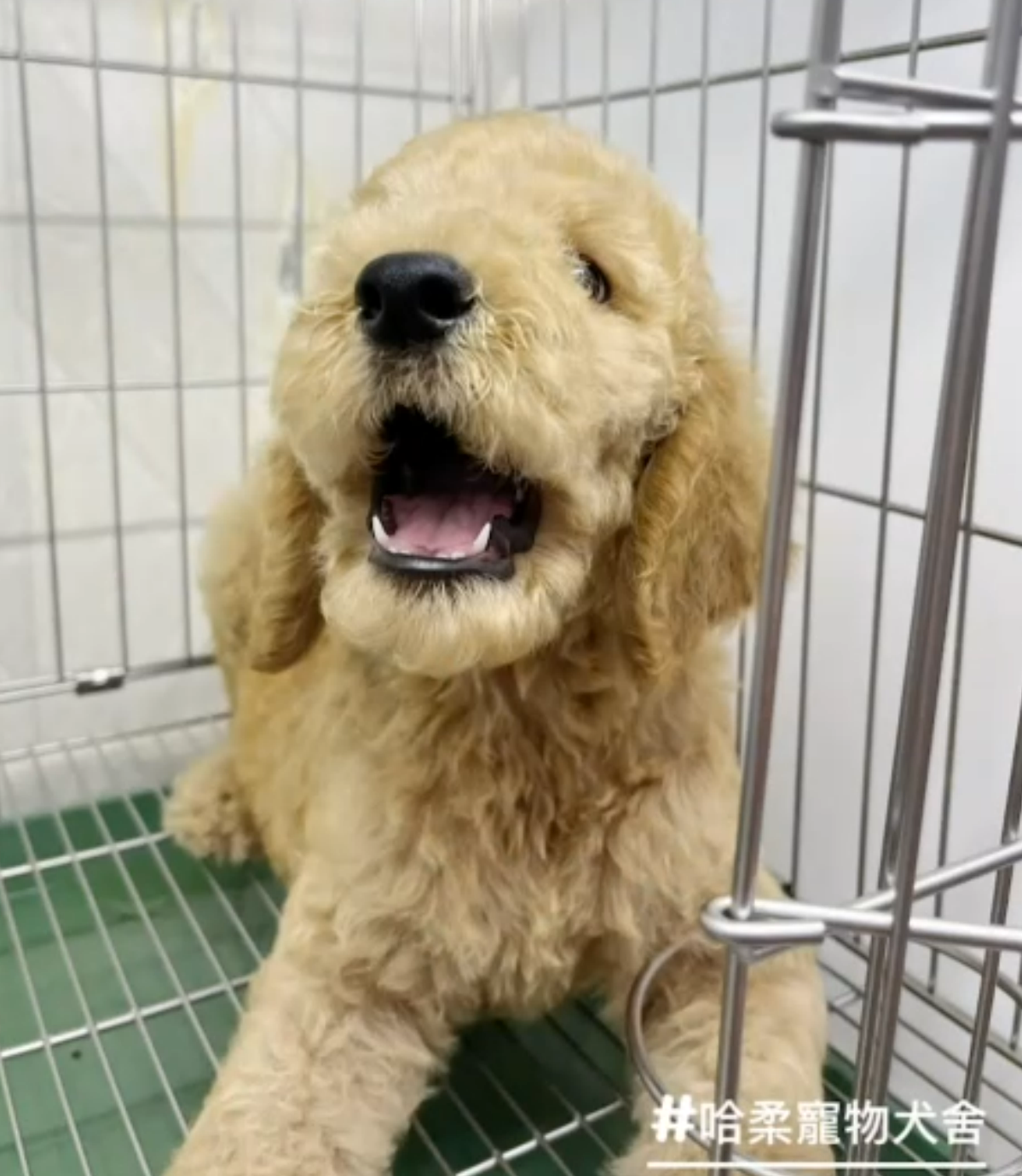 哈柔寵物犬舍／奶油色巨型貴賓