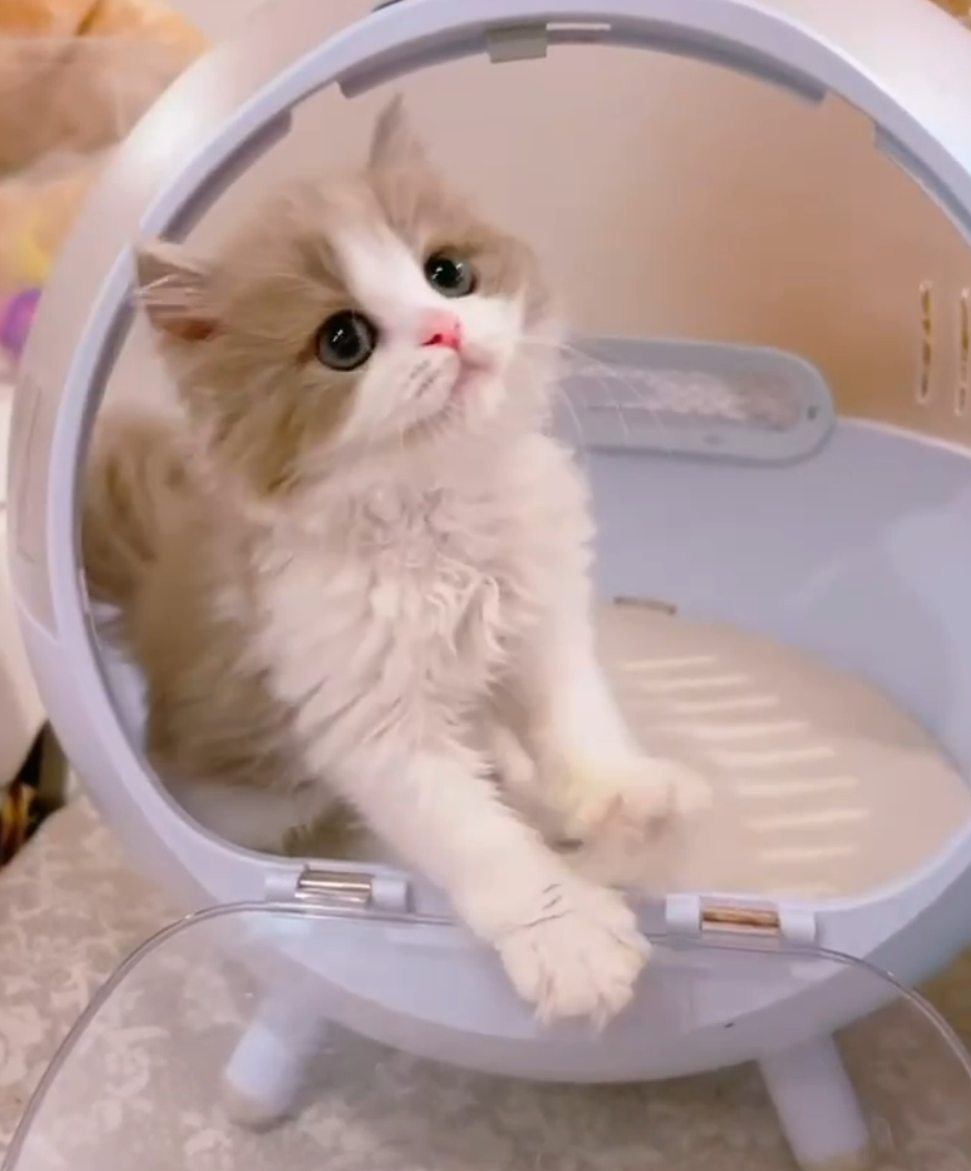 星光貓舍／紫丁白賓士英國長毛貓