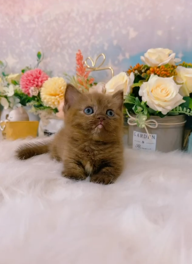 星光貓舍／肉桂奶油泰迪曼赤肯