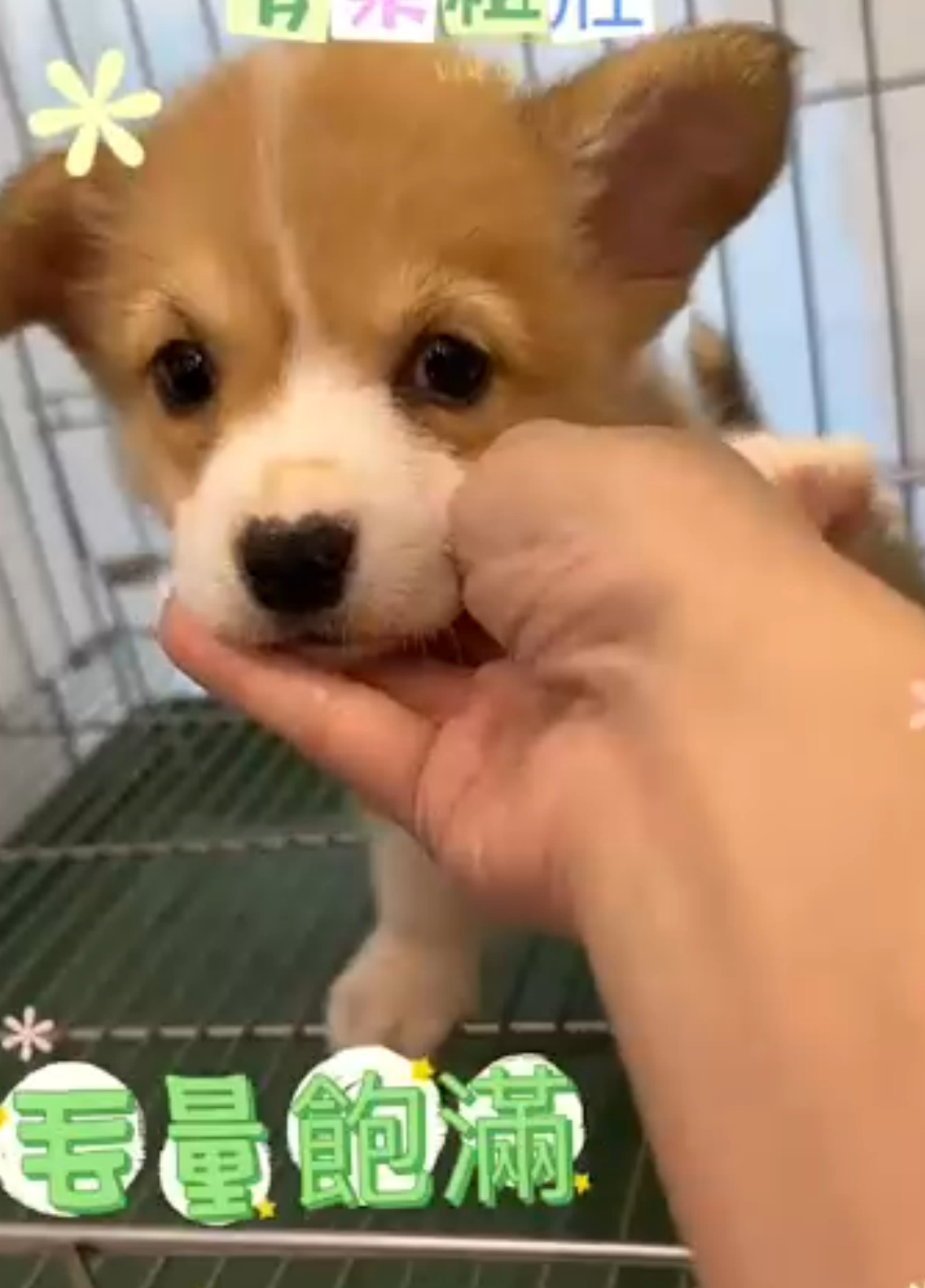 哈柔寵物犬舍／威爾斯黃白柯基犬