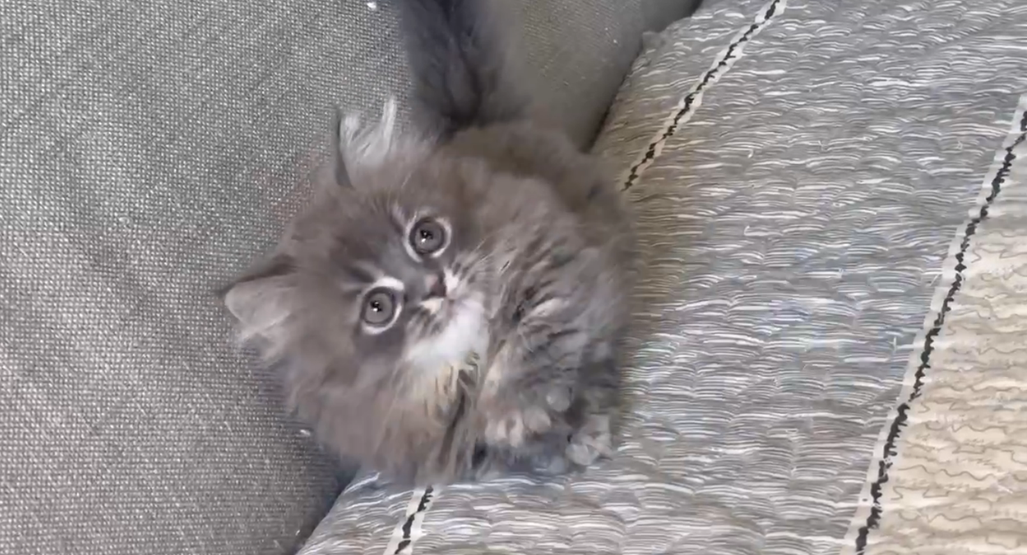 尊爵名皇／藍色小步舞曲