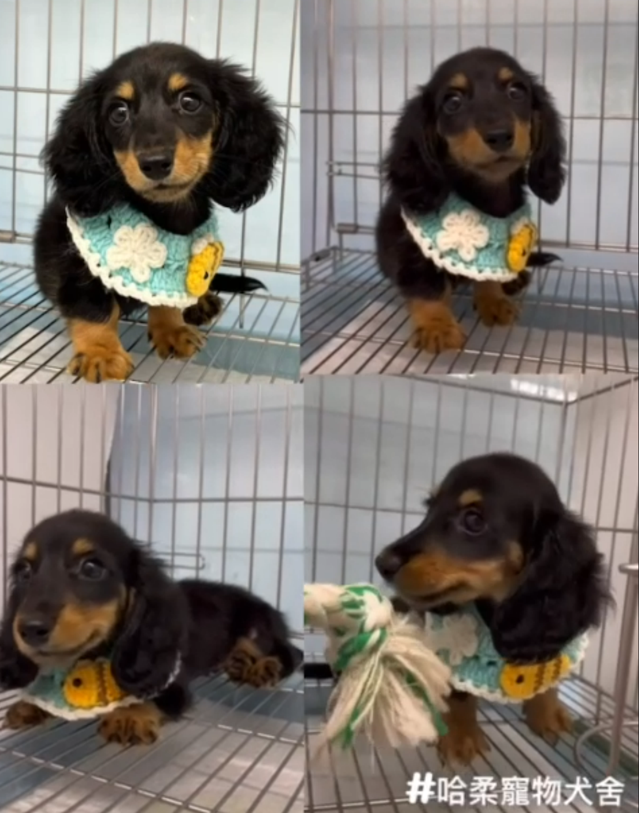 哈柔寵物犬舍／黑四目長毛臘腸