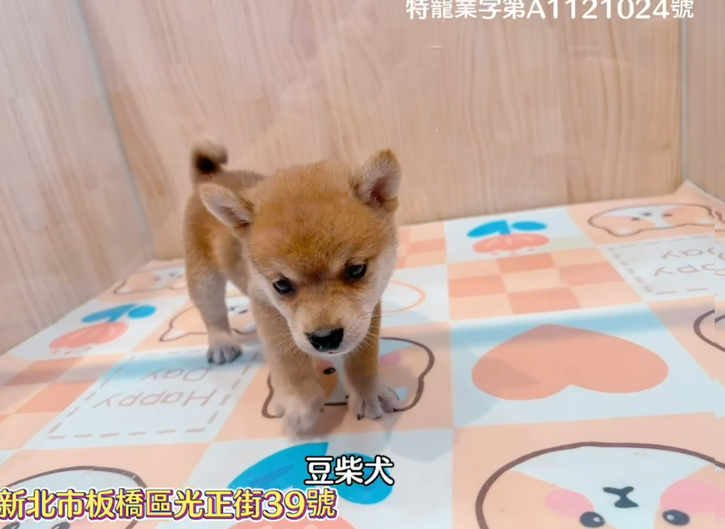 樂寵貓狗屋／豆柴犬