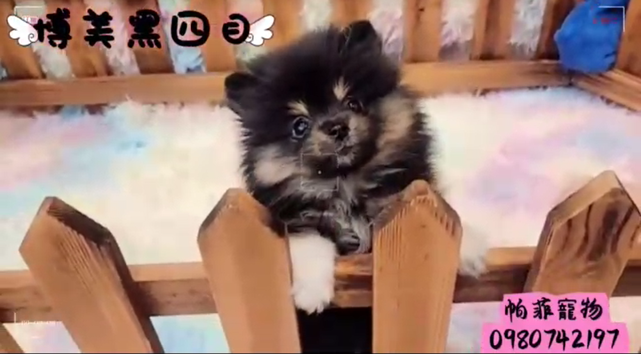 帕菲寵物館／黑四目博美犬- 小白故事| 幼犬貓買賣知識分享| 合法寵物店