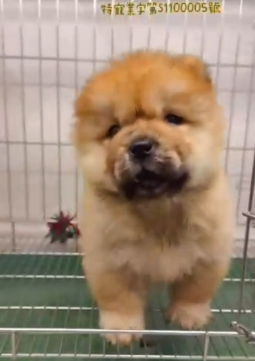 哈柔寵物犬舍／紅棕色鬆獅犬