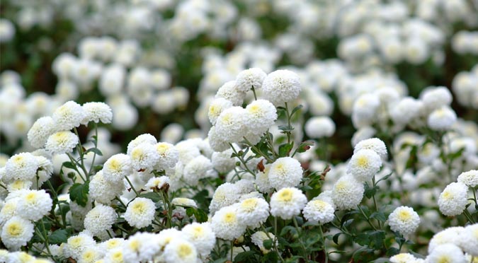 『汪喵揪了走』光棍不孤單！賞杭菊美食一日遊