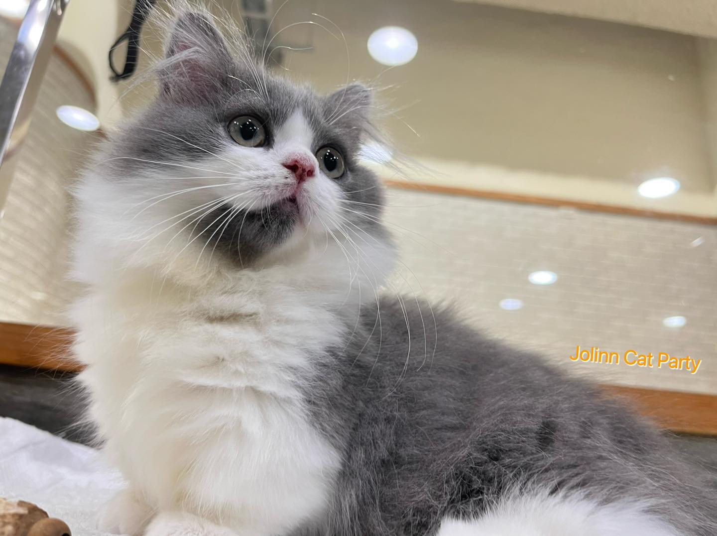 貓咪派對／藍白色小步舞曲