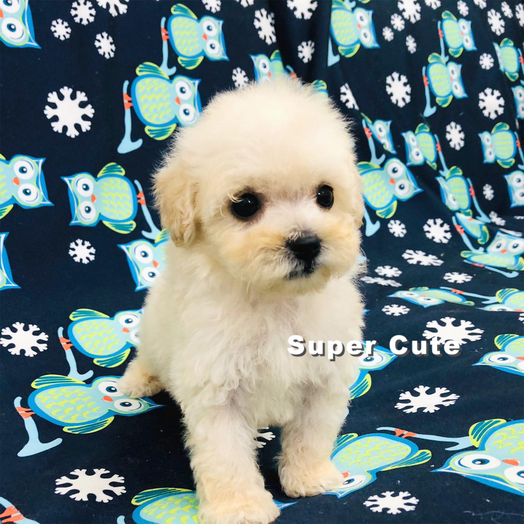 超可愛名犬社／白貴賓犬