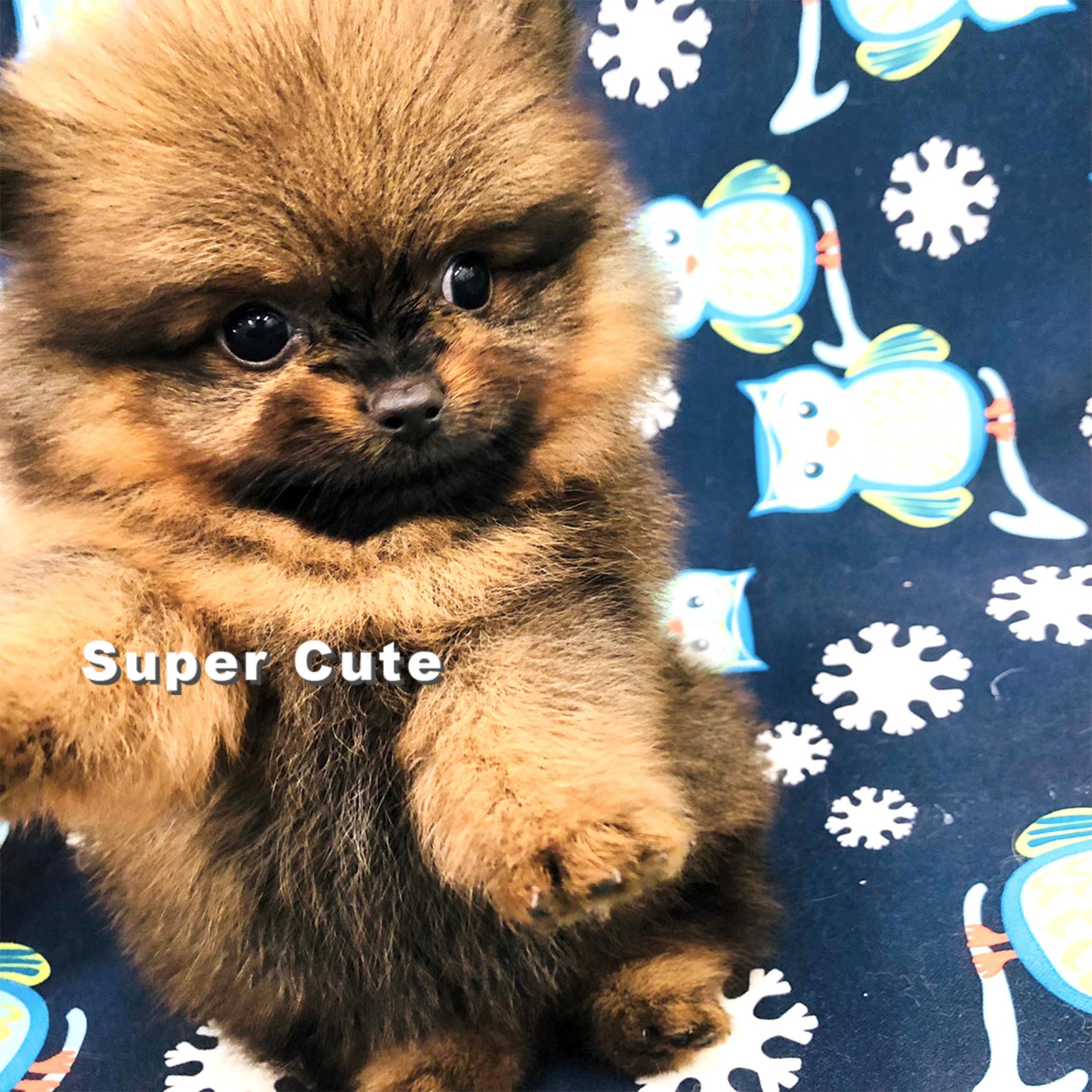 超可愛名犬社／博美犬