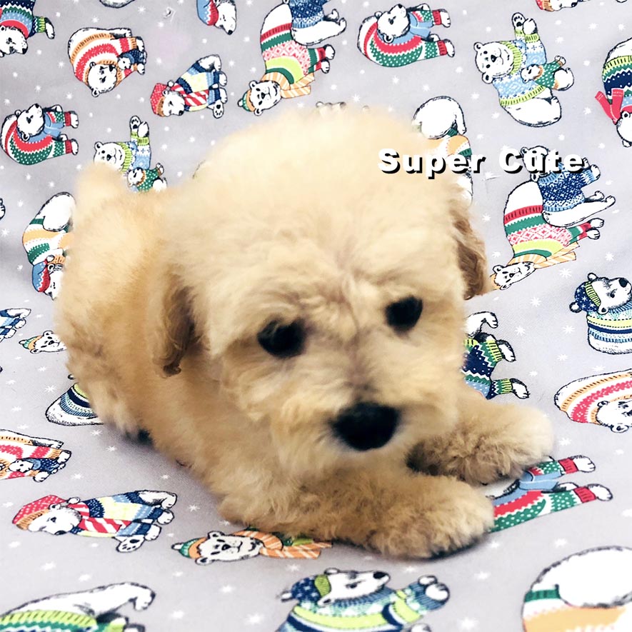 超可愛名犬社／奶油貴賓