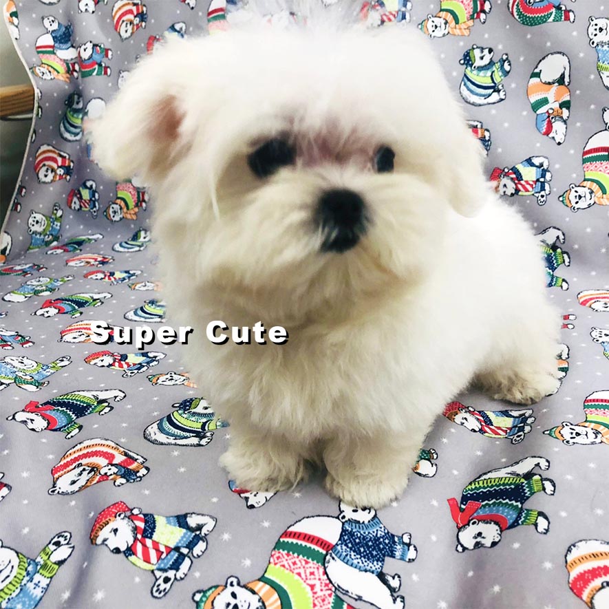 超可愛名犬社／瑪爾濟斯