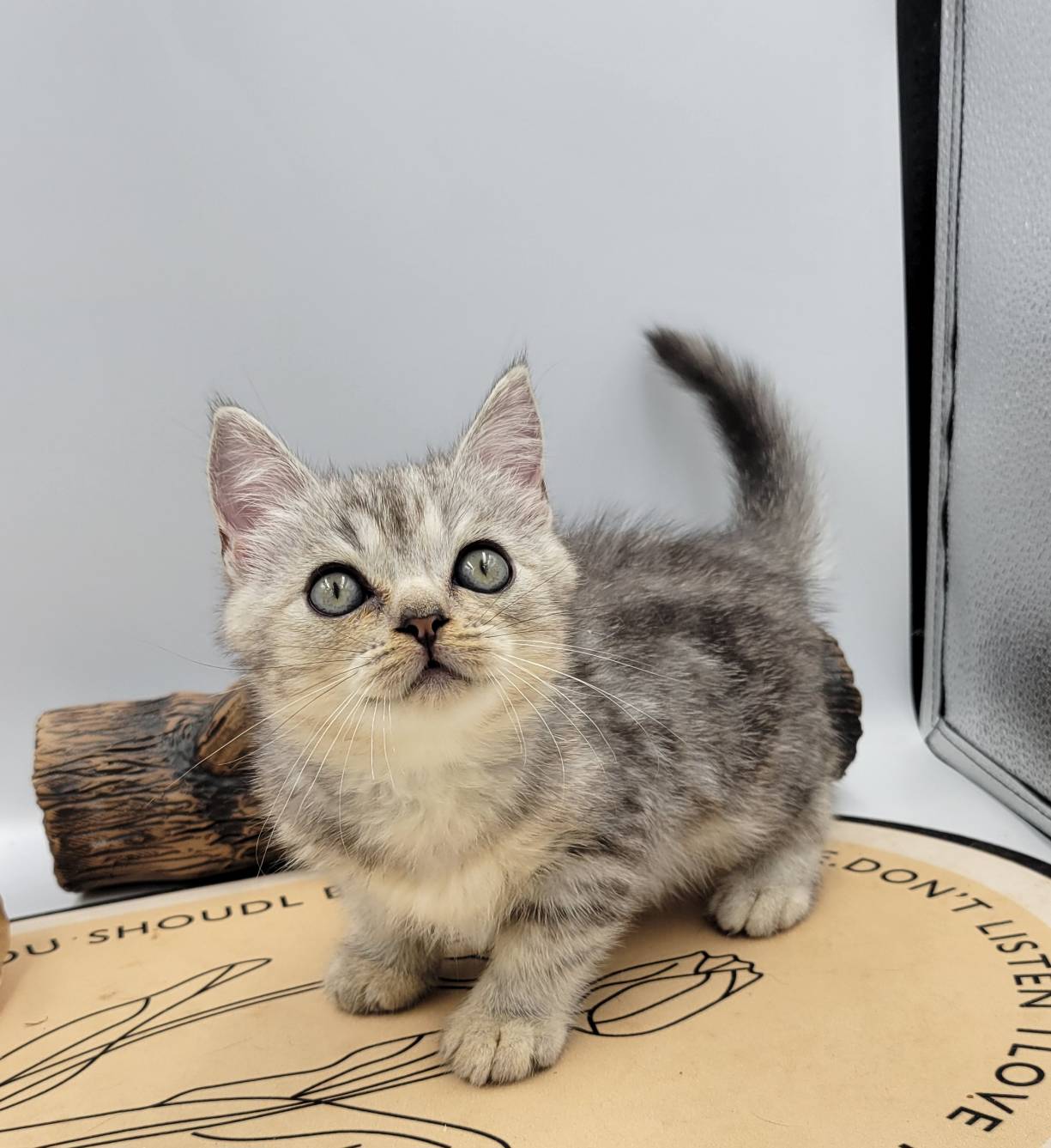 刻在你心底的貓／銀白虎斑紋美國短毛貓