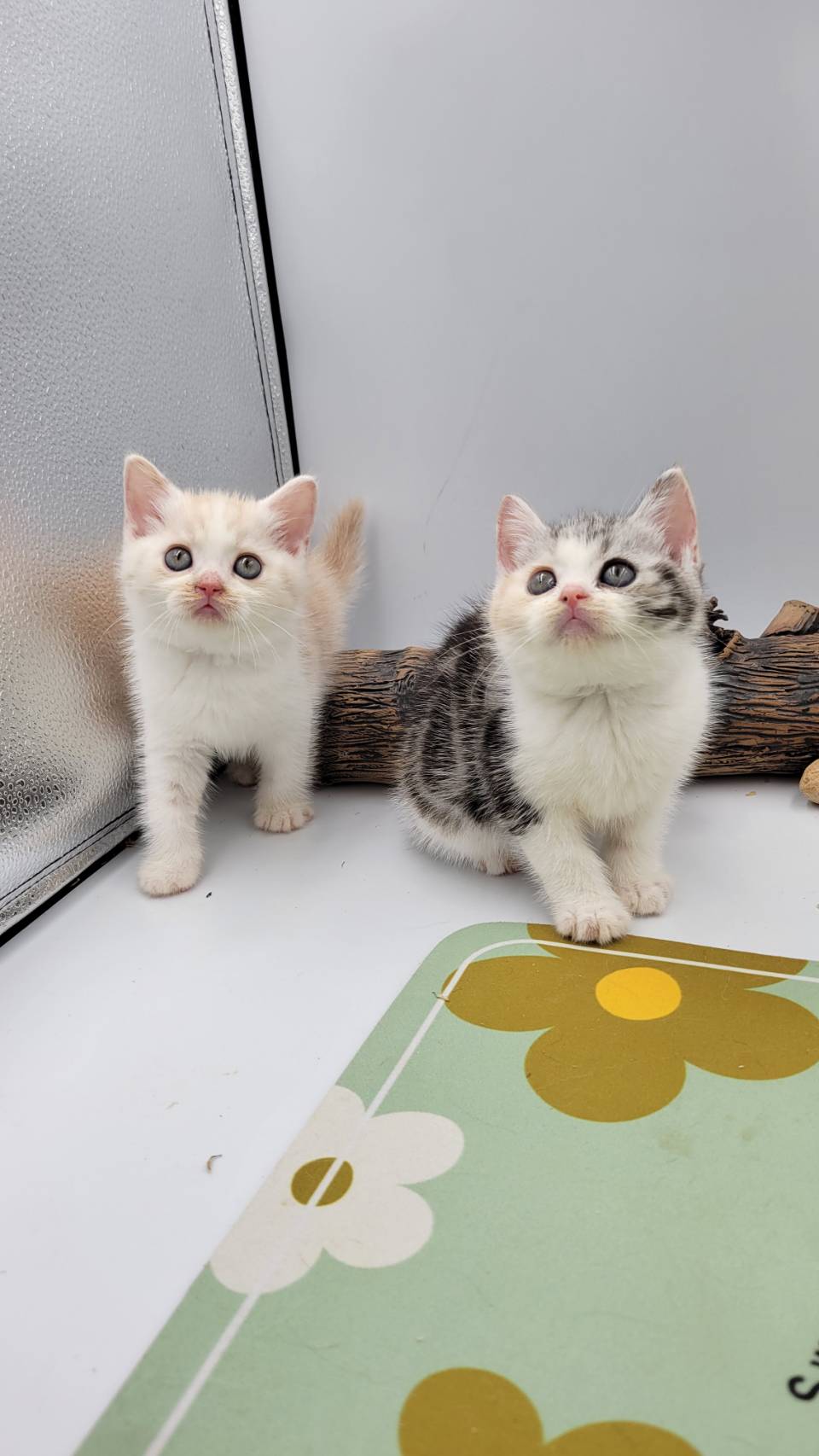 刻在你心底的貓／加白美國短毛貓