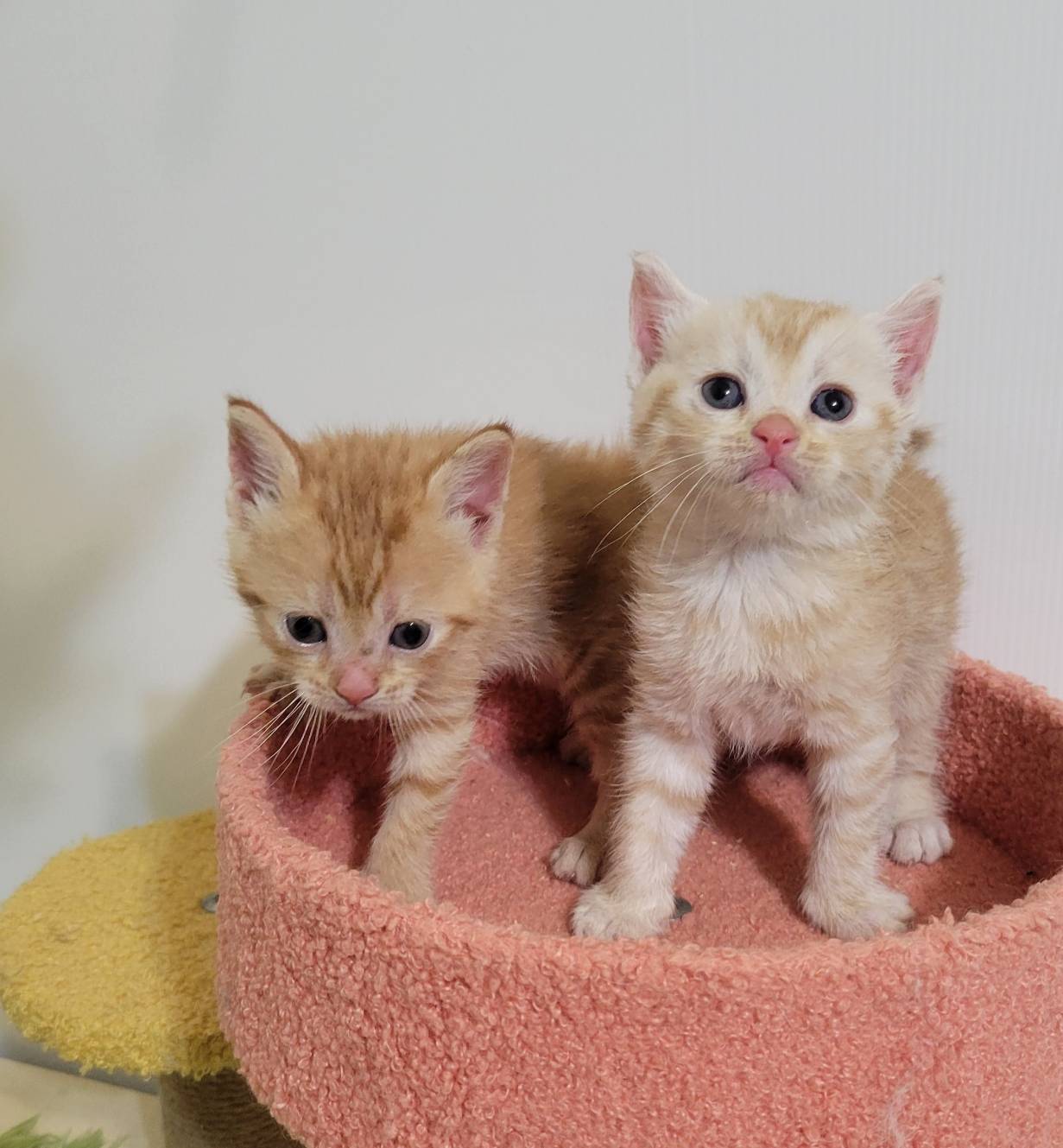 刻在你心底的貓／奶油橘&紅色美國短毛貓
