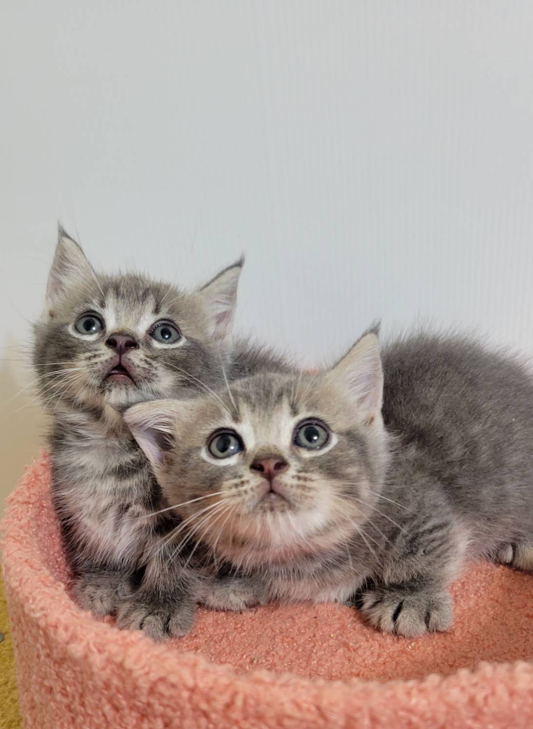 刻在你心底的貓／藍虎斑曼赤肯