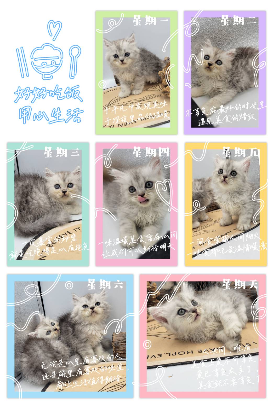 刻在你心底的貓／金吉拉