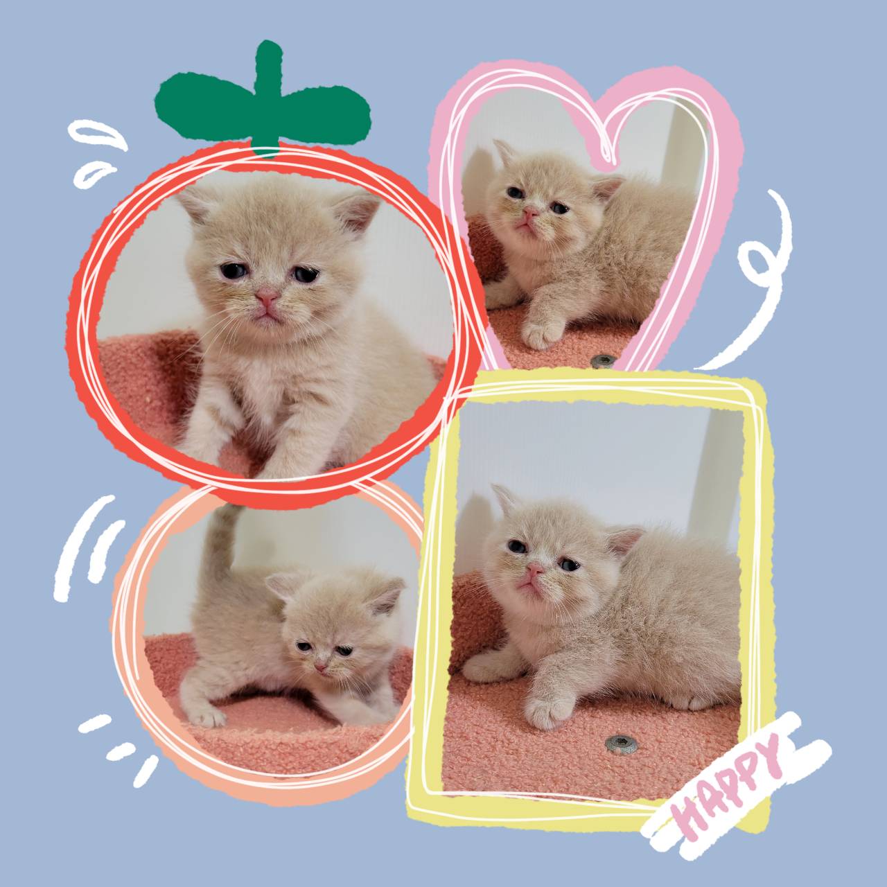 刻在你心底的貓／奶油英國短毛貓