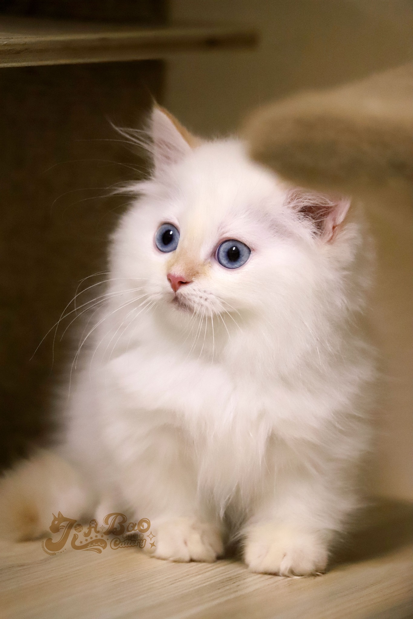 家寶寵物／火焰色小步舞曲