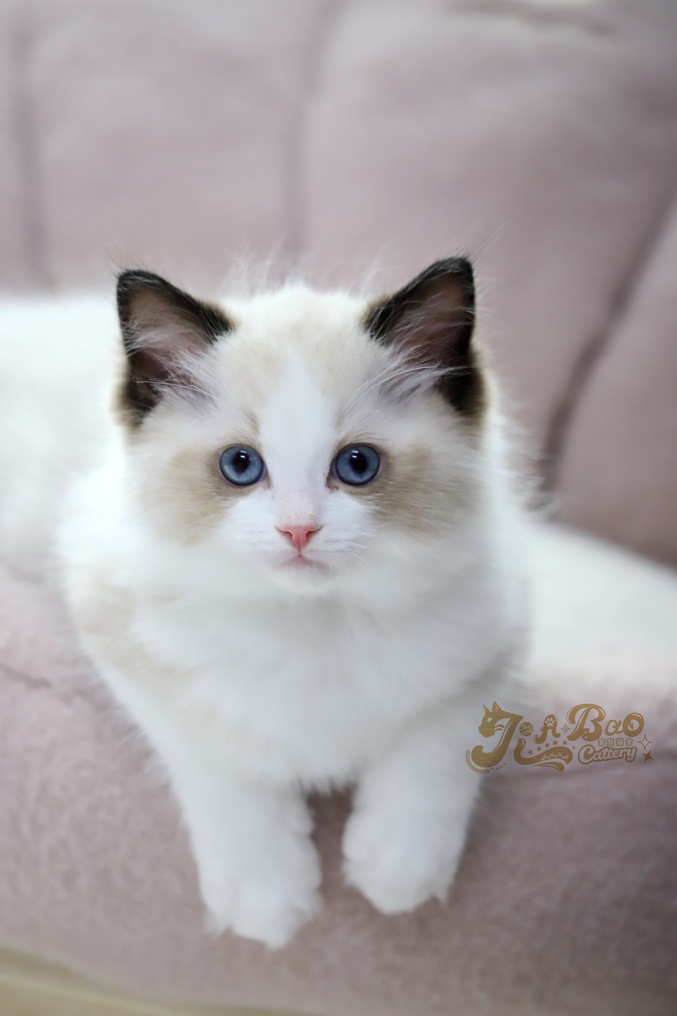 家寶寵物／海豹雙色布偶貓