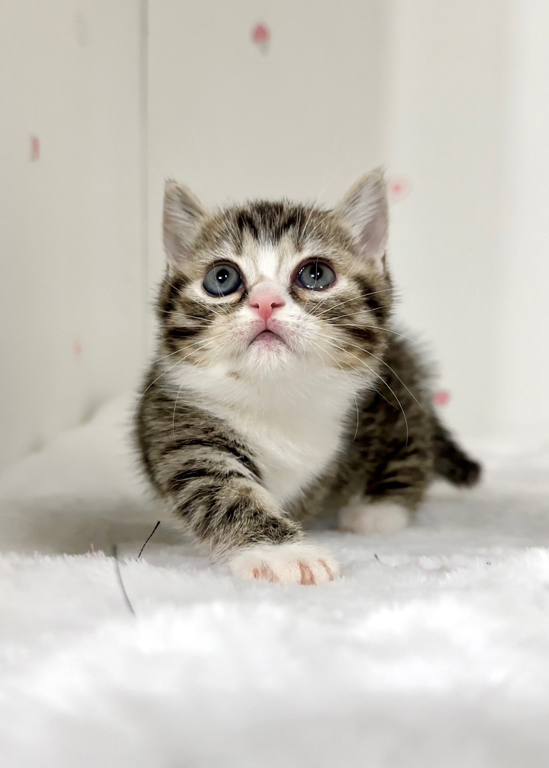 貓咪總動員館／虎斑白曼赤肯