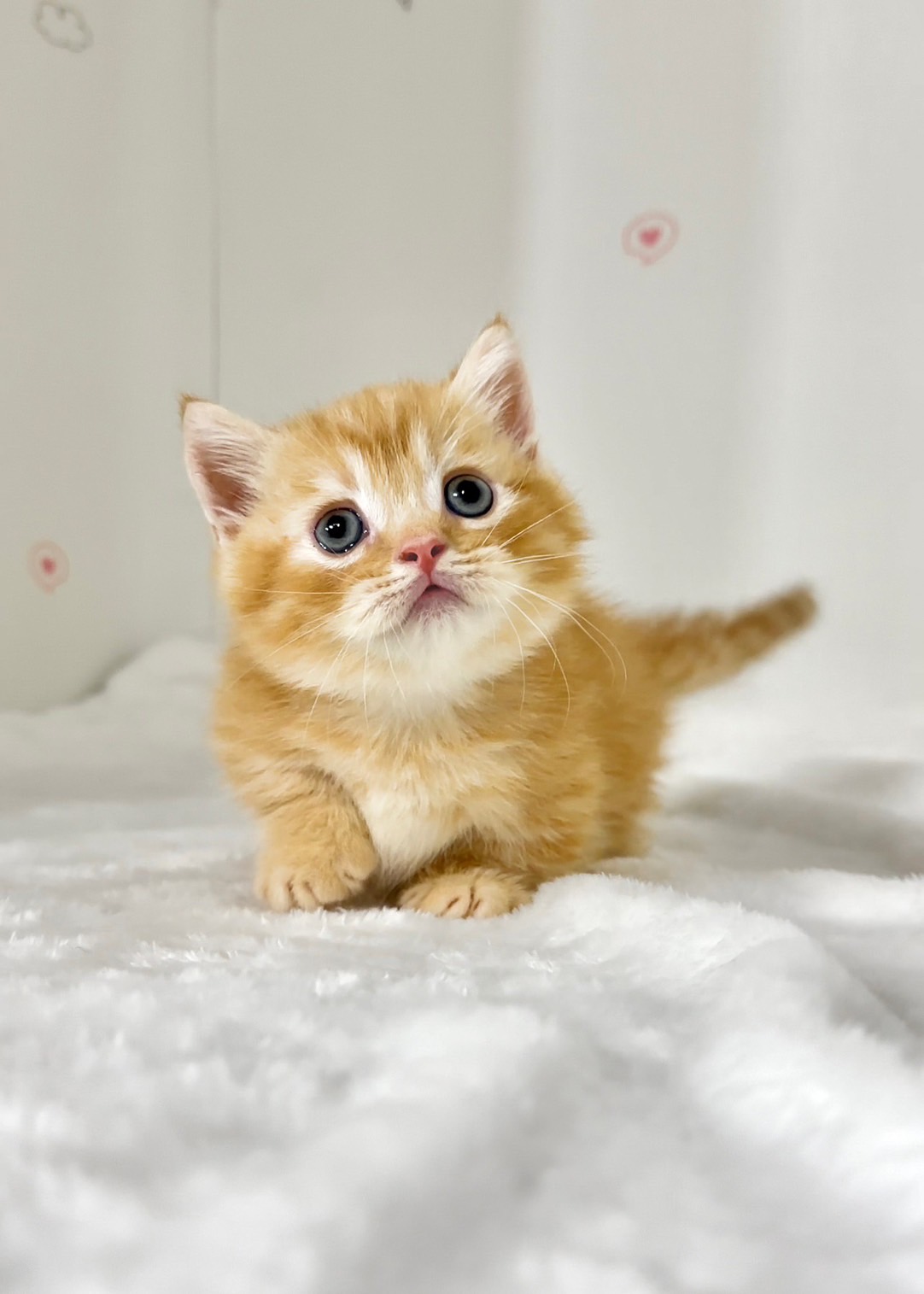 貓咪總動員館／橘紅色曼赤肯