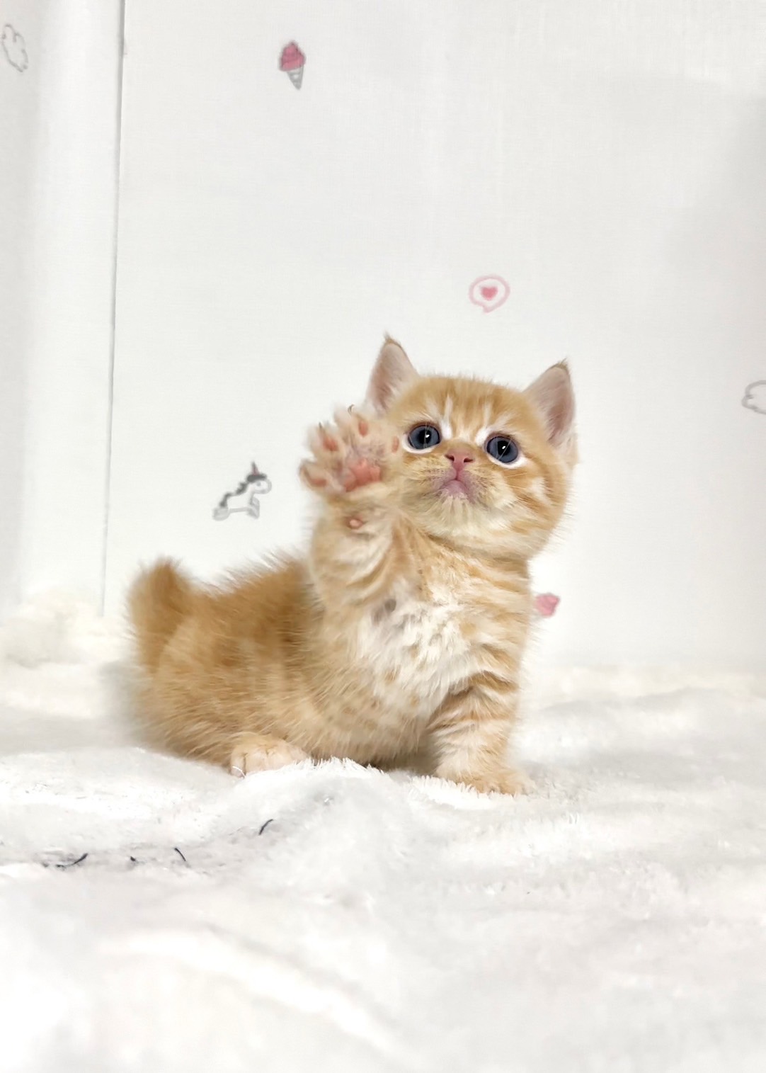 貓咪總動員館／紅金色曼赤肯