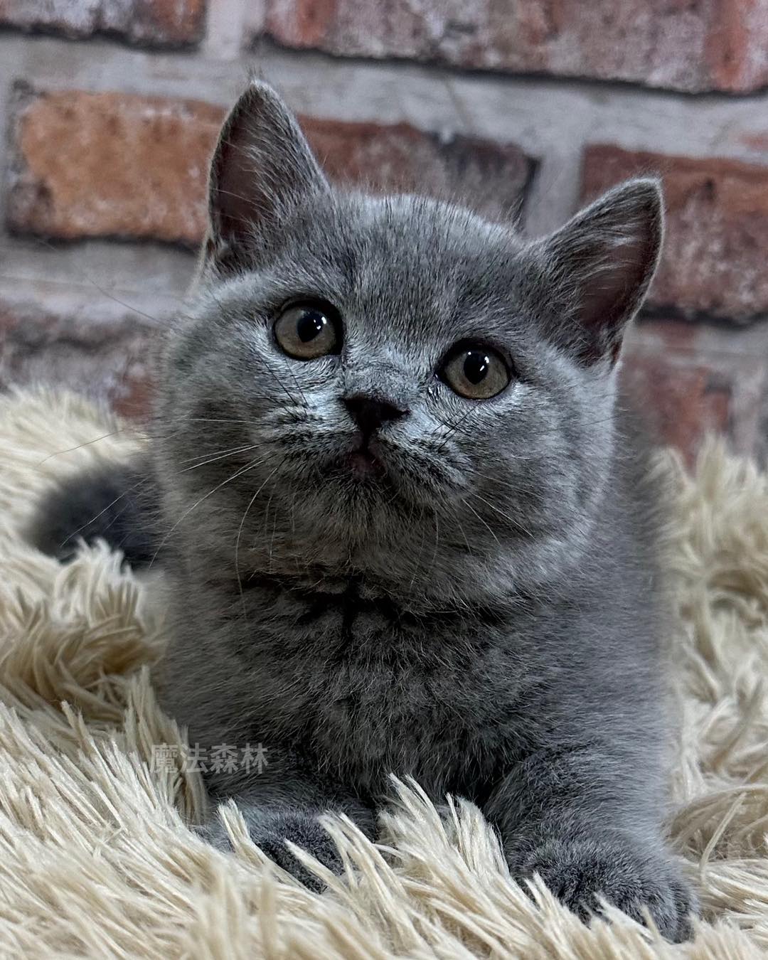 魔法森林／藍色曼赤肯